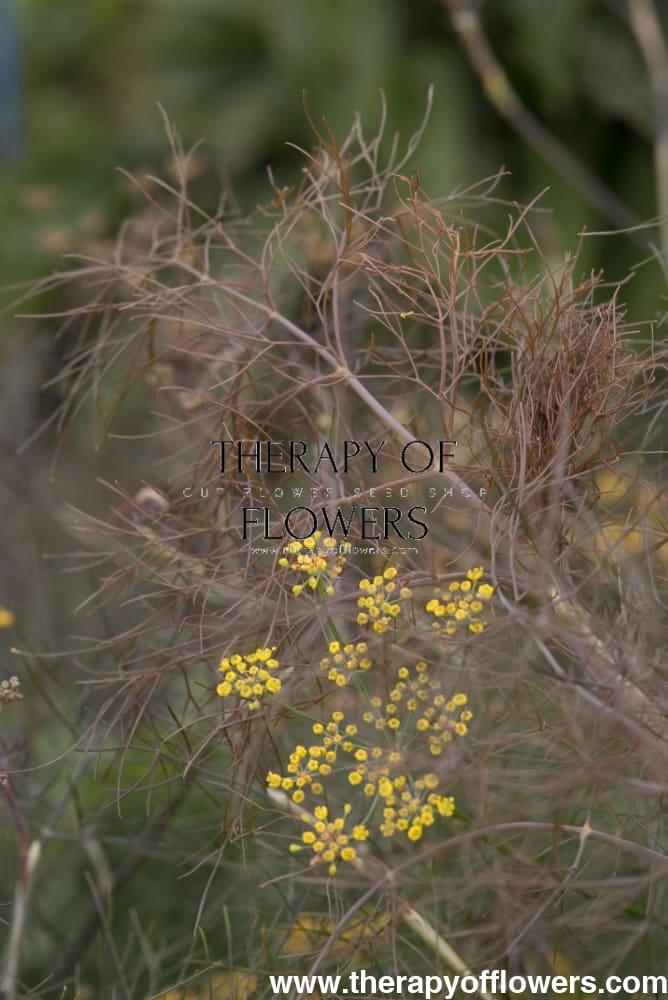 Foeniculum vulgare Smokey | Ornamental fennel | Cut Foliage & Herb therapyofflowers.com