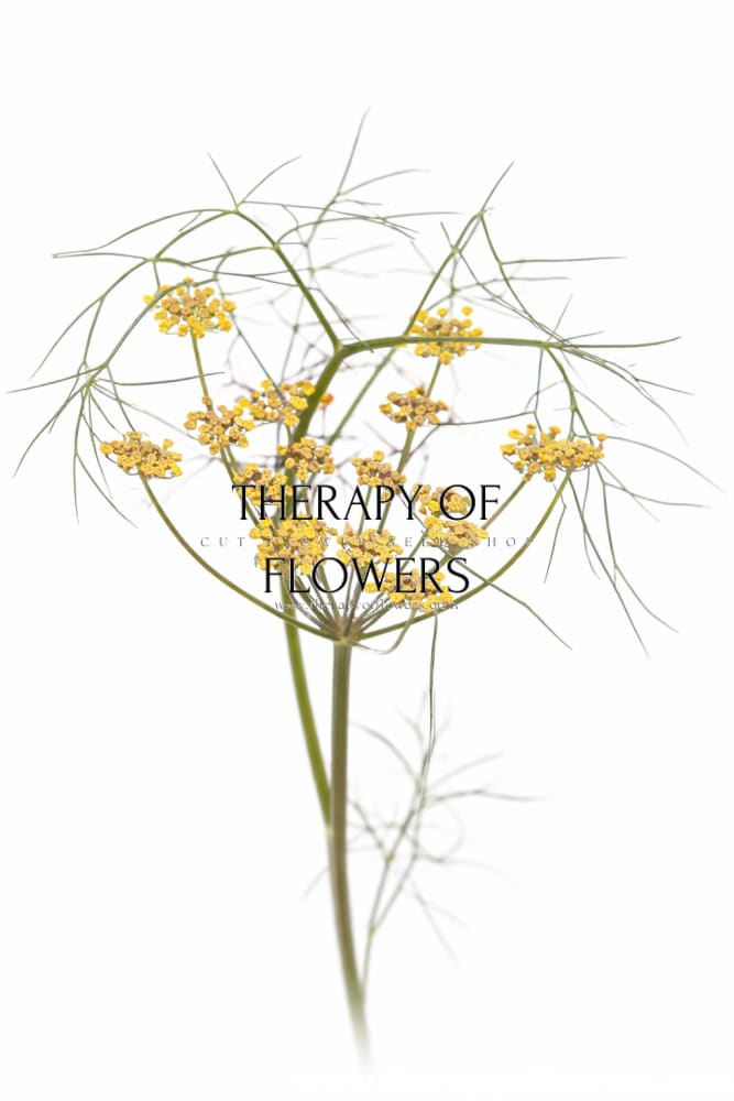 Foeniculum vulgare Smokey | Ornamental fennel | Cut Foliage & Herb therapyofflowers.com