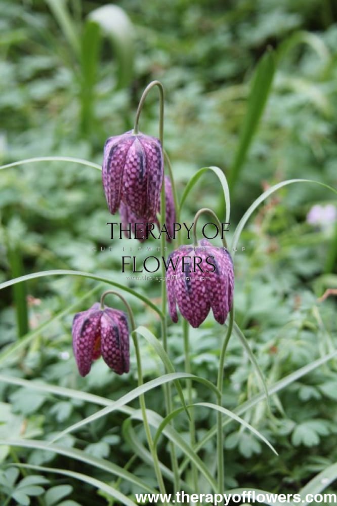 Fritillaria meleagris MIX therapyofflowers.com