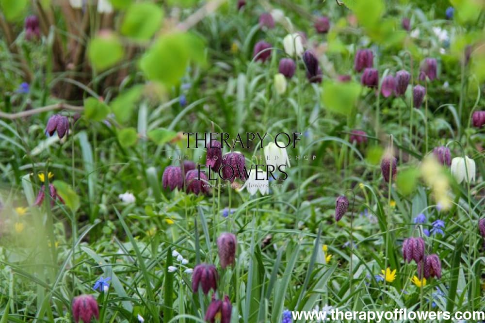 Fritillaria meleagris MIX therapyofflowers.com