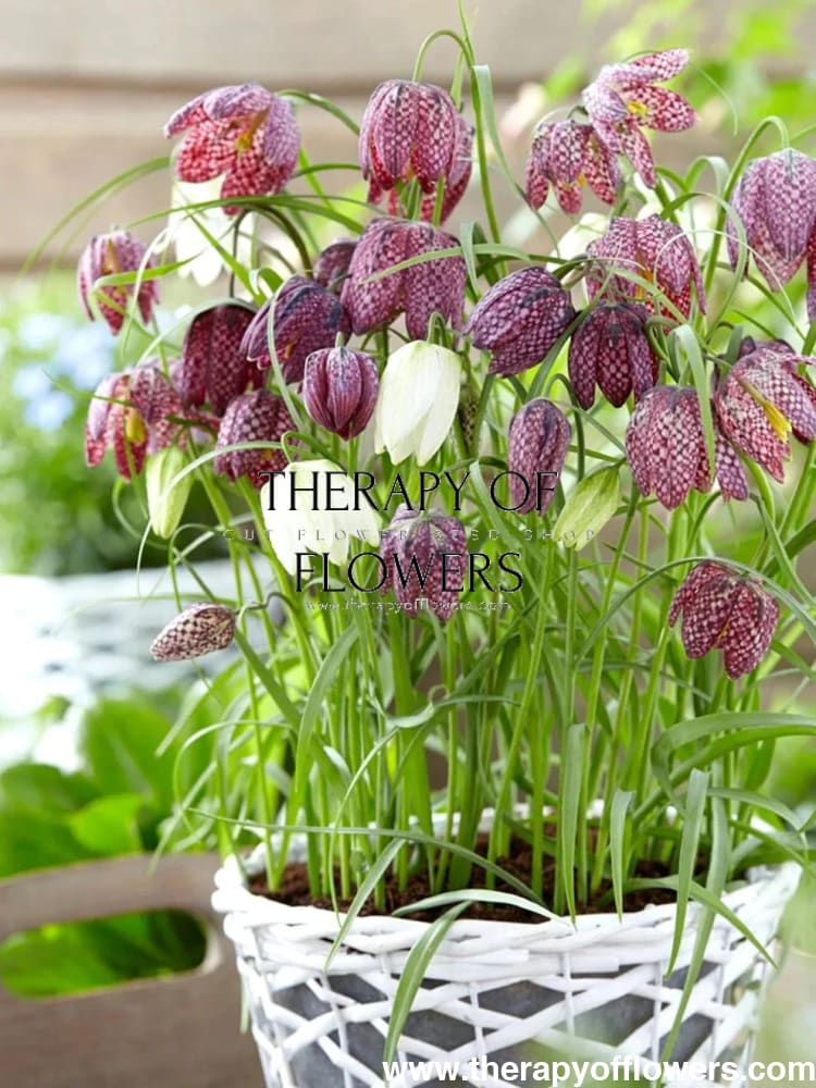 Fritillaria meleagris MIX | Snake's head fritillary therapyofflowers.com