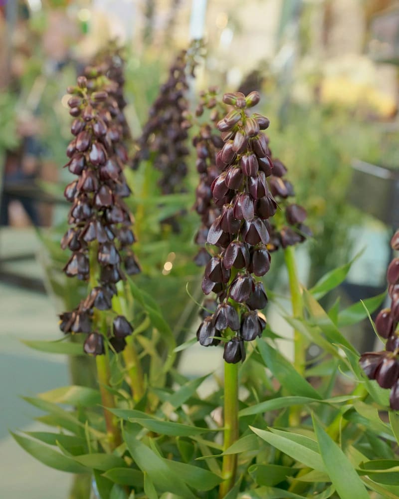 persian lily flower Fritillaria persica 'Purple Dynamite' Bulbs | Persian Lily