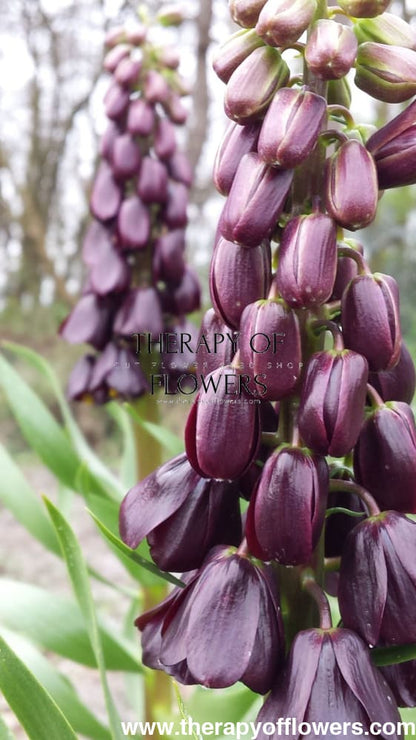 Fritillaria persica Purple Dynamite | Persian Lily therapyofflowers.com