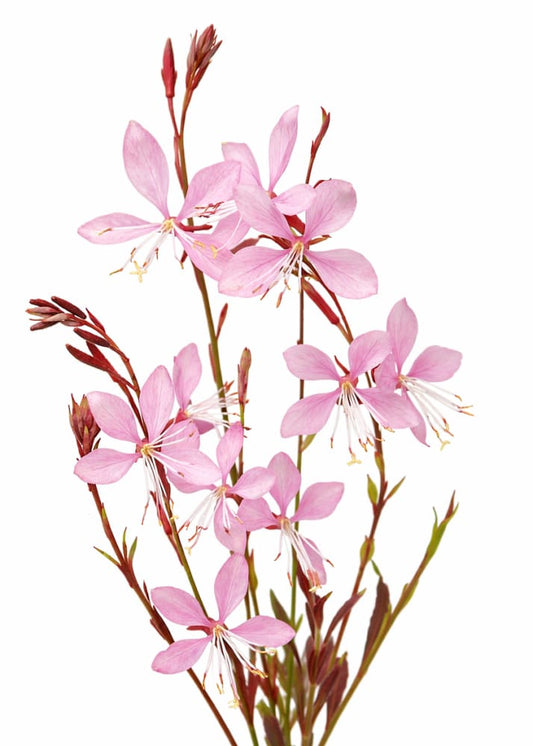Gaura lindheimeri Emmeline Pink Bouquet | Bee Blossom therapyofflowers.com