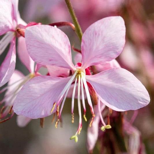 Gaura lindheimeri Emmeline Pink Bouquet | Cut Flower Seeds therapyofflowers.com