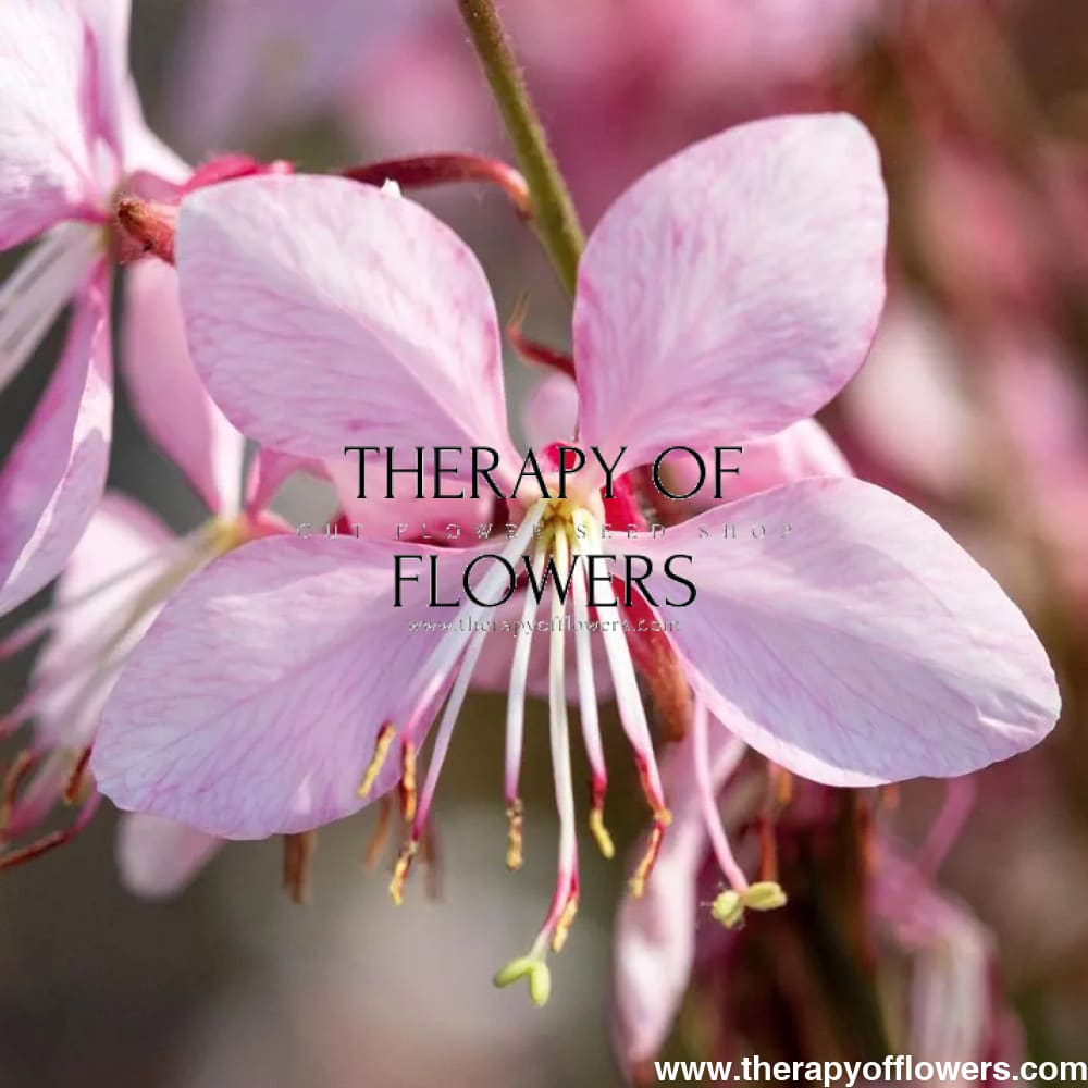 Gaura lindheimeri Emmeline Pink Bouquet | Cut Flower Seeds therapyofflowers.com