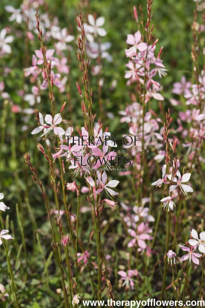 Gaura lindheimeri Emmeline Pink Bouquet | Bee Blossom therapyofflowers.com