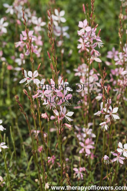 Gaura lindheimeri Emmeline Pink Bouquet | Bee Blossom therapyofflowers.com