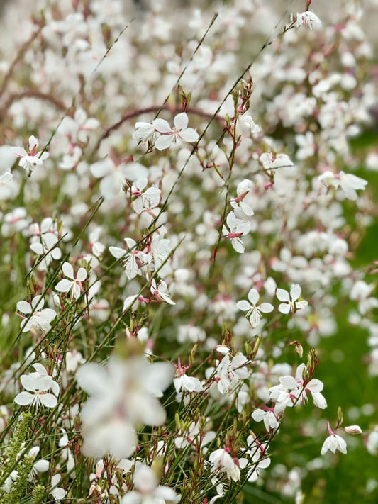 Gaura lindheimeri Sparkle White | Bee Blossom therapyofflowers.com