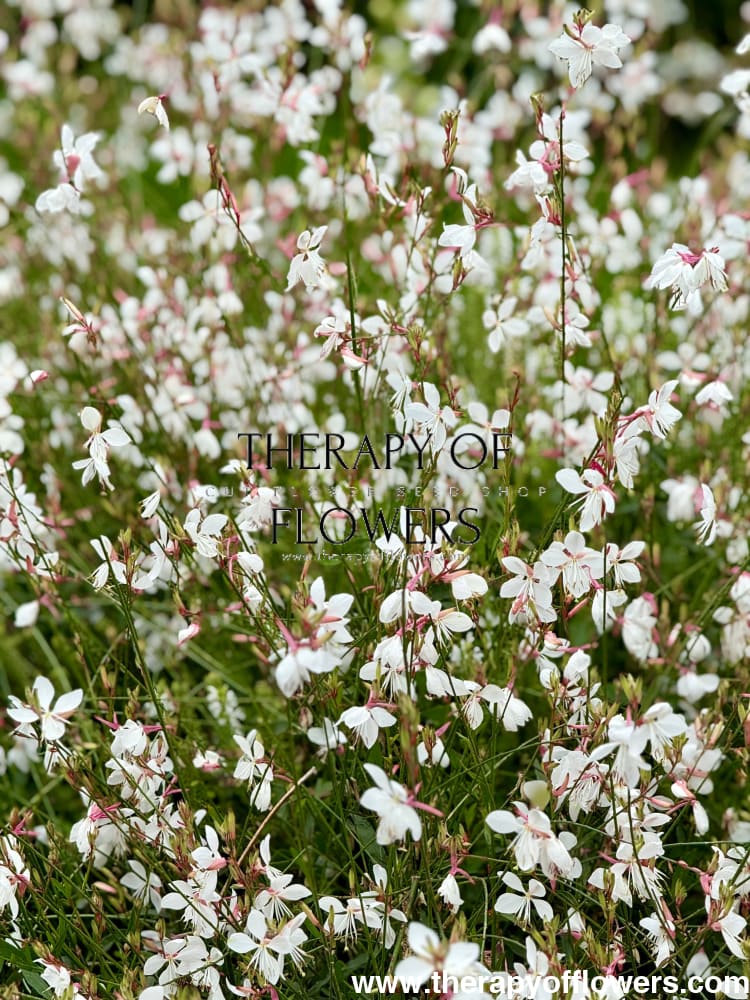 Gaura lindheimeri Sparkle White | Bee Blossom therapyofflowers.com