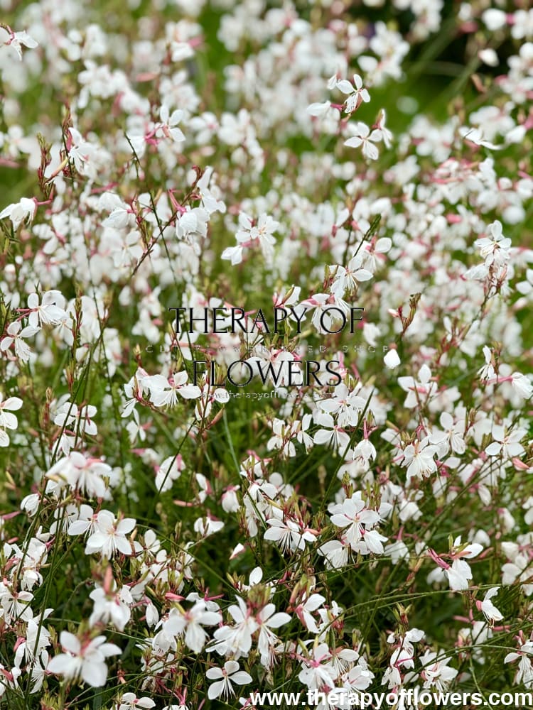 Gaura lindheimeri Sparkle White | Bee Blossom therapyofflowers.com