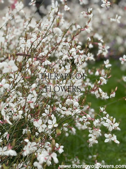 Gaura lindheimeri Sparkle White | Bee Blossom therapyofflowers.com