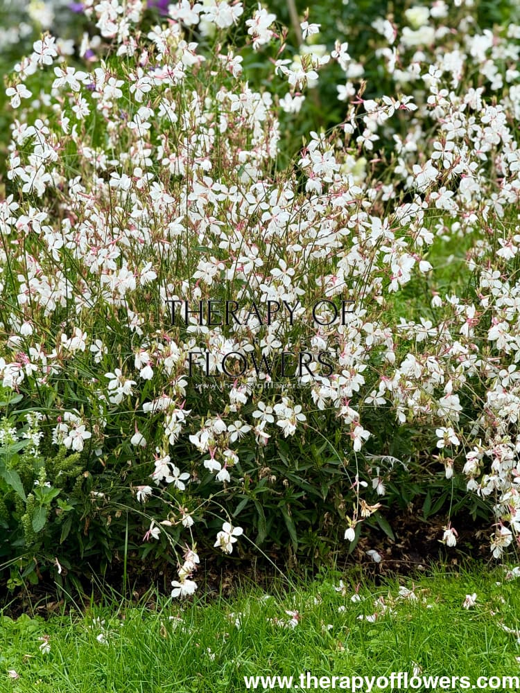 Gaura lindheimeri Sparkle White | Bee Blossom therapyofflowers.com