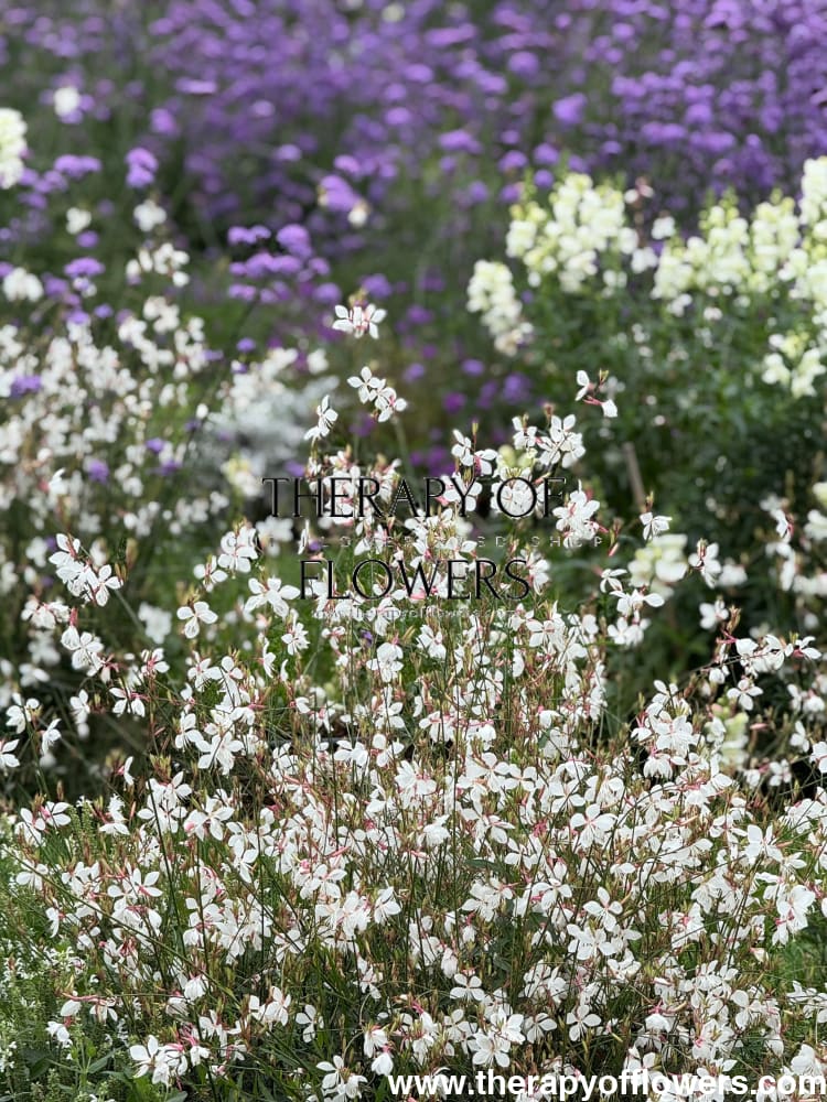 Gaura lindheimeri Sparkle White | Bee Blossom therapyofflowers.com