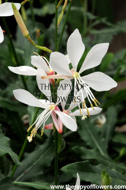 Gaura lindheimeri Sparkle White | Bee Blossom therapyofflowers.com