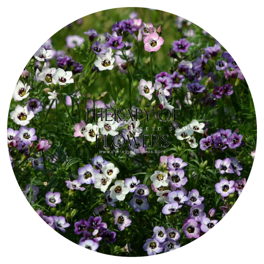 Gilia tricolor Felicitas | Bird's Eyes therapyofflowers.com
