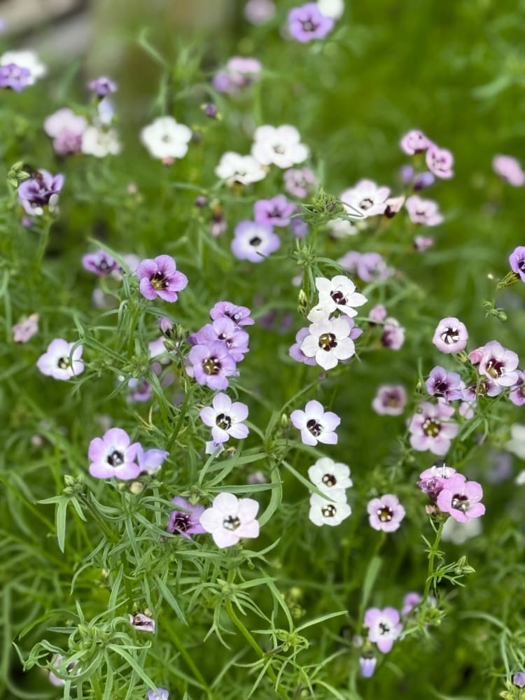 Gilia tricolor Felicitas | Bird's Eyes therapyofflowers.com