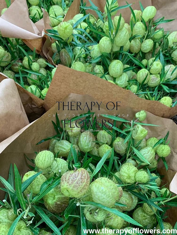 Gomphocardus fruticosus Cottonbush therapyofflowers.com