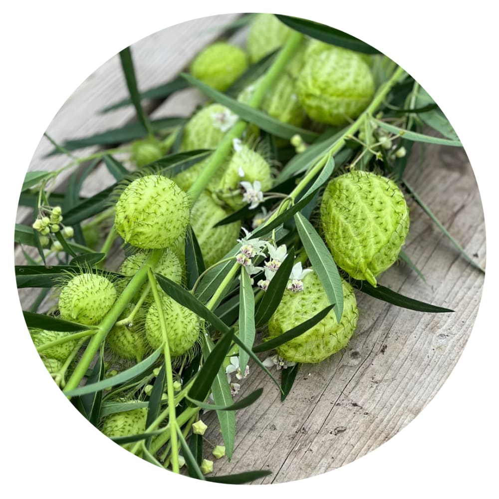 Gomphocardus fruticosus Cottonbush | Milkweed - 50 seeds / Grown as an annual / 60-90 cm - seeds