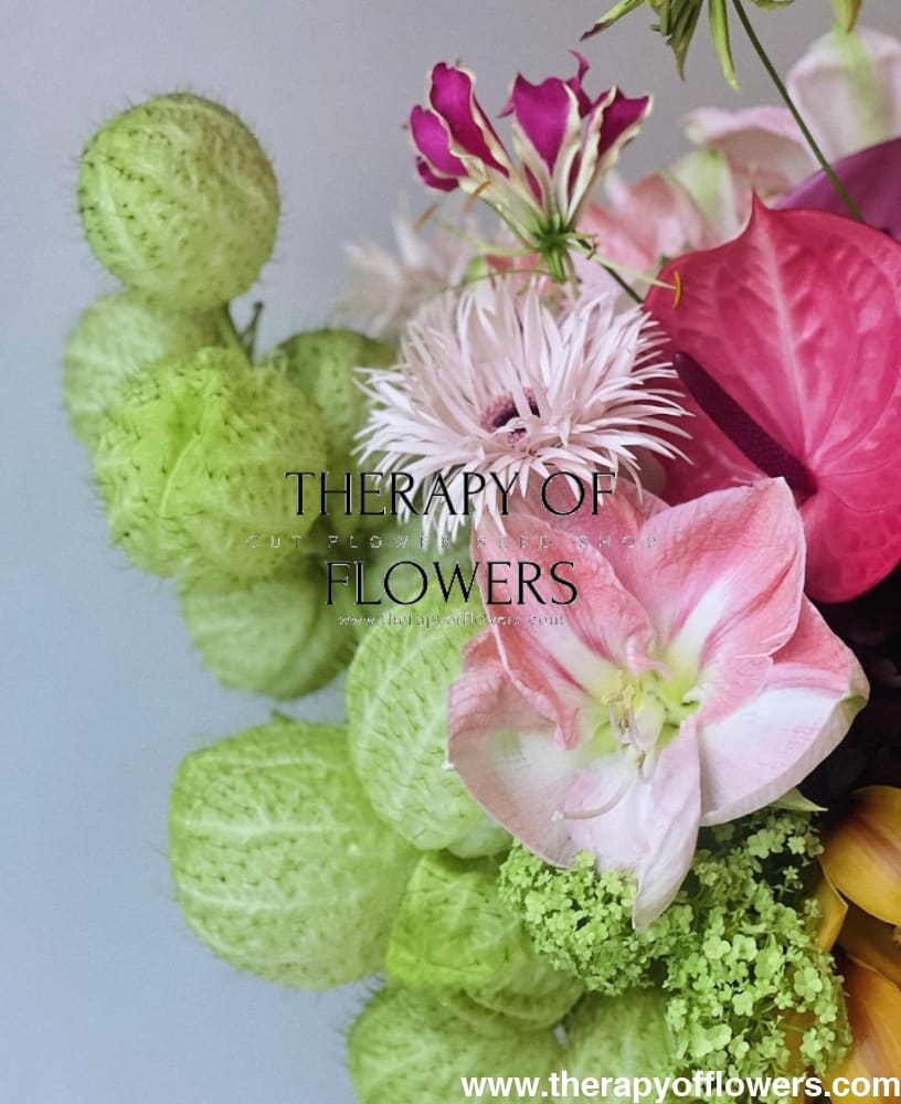 Gomphocardus fruticosus Cottonbush therapyofflowers.com