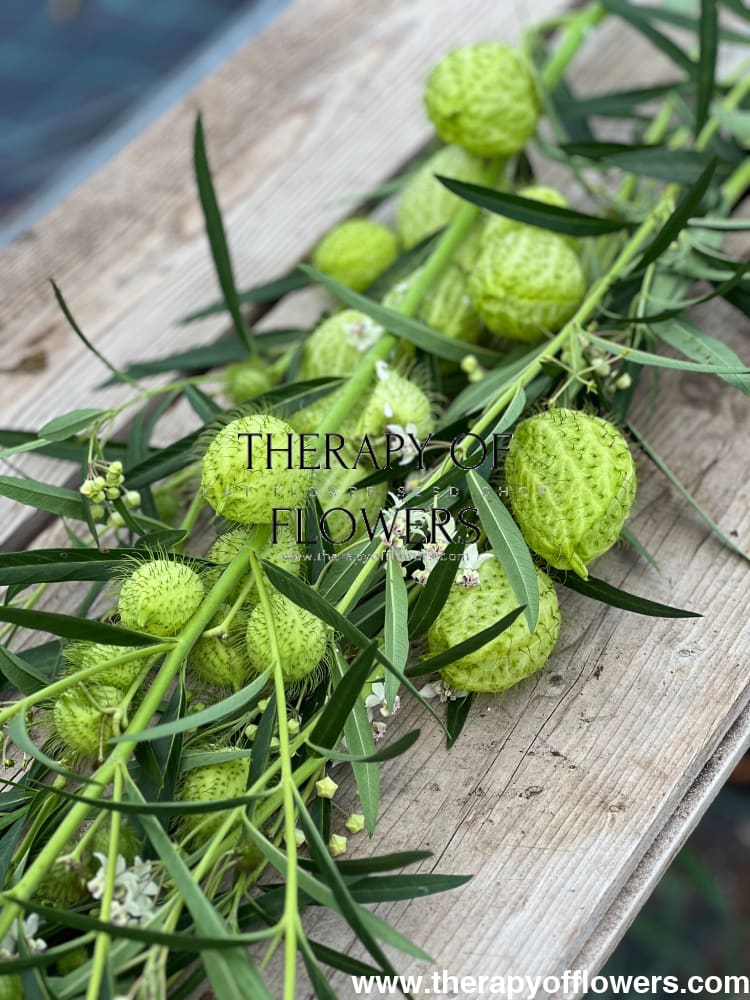 Gomphocardus fruticosus Cottonbush therapyofflowers.com