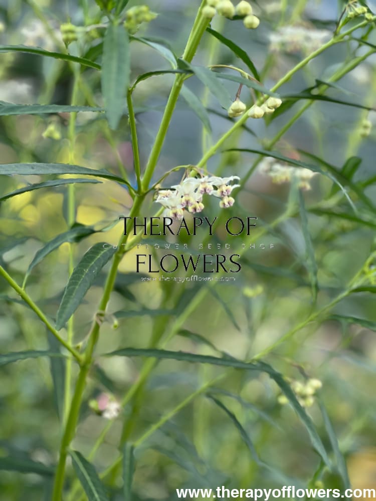 Gomphocardus fruticosus Cottonbush therapyofflowers.com