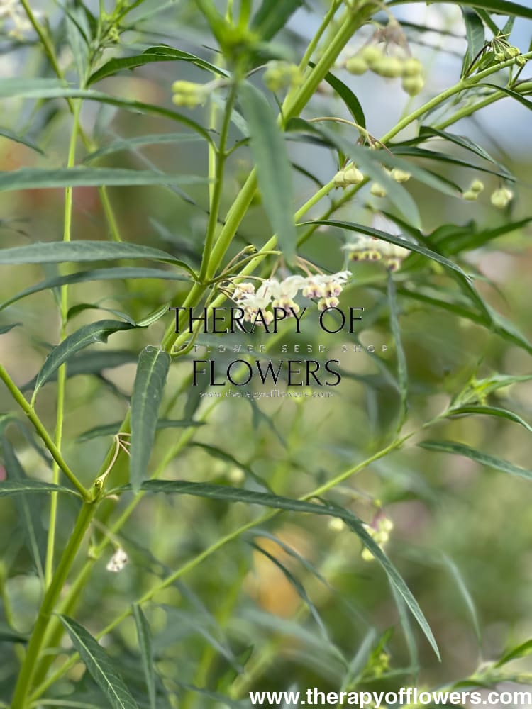 Gomphocardus fruticosus Cottonbush therapyofflowers.com