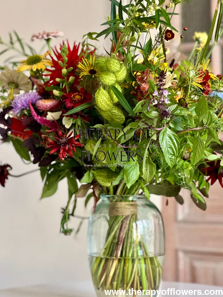 Gomphocardus fruticosus Cottonbush therapyofflowers.com