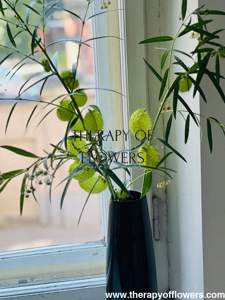 Gomphocardus fruticosus Cottonbush therapyofflowers.com