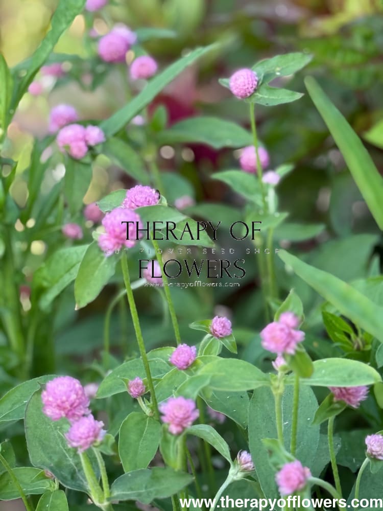 Gomphrena globosa Las Vegas Pink therapyofflowers.com