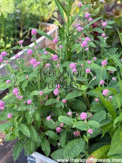 Gomphrena globosa Las Vegas Pink therapyofflowers.com