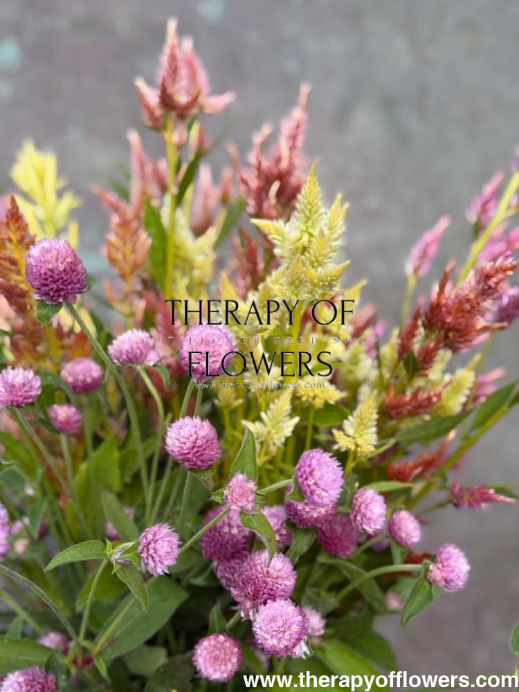 Gomphrena globosa Las Vegas Pink | Globe Amaranth | Cut Flower - 20 seeds / 45 cm - Seeds