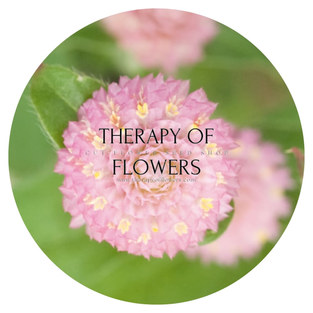 Gomphrena globosa Las Vegas Pink therapyofflowers.com