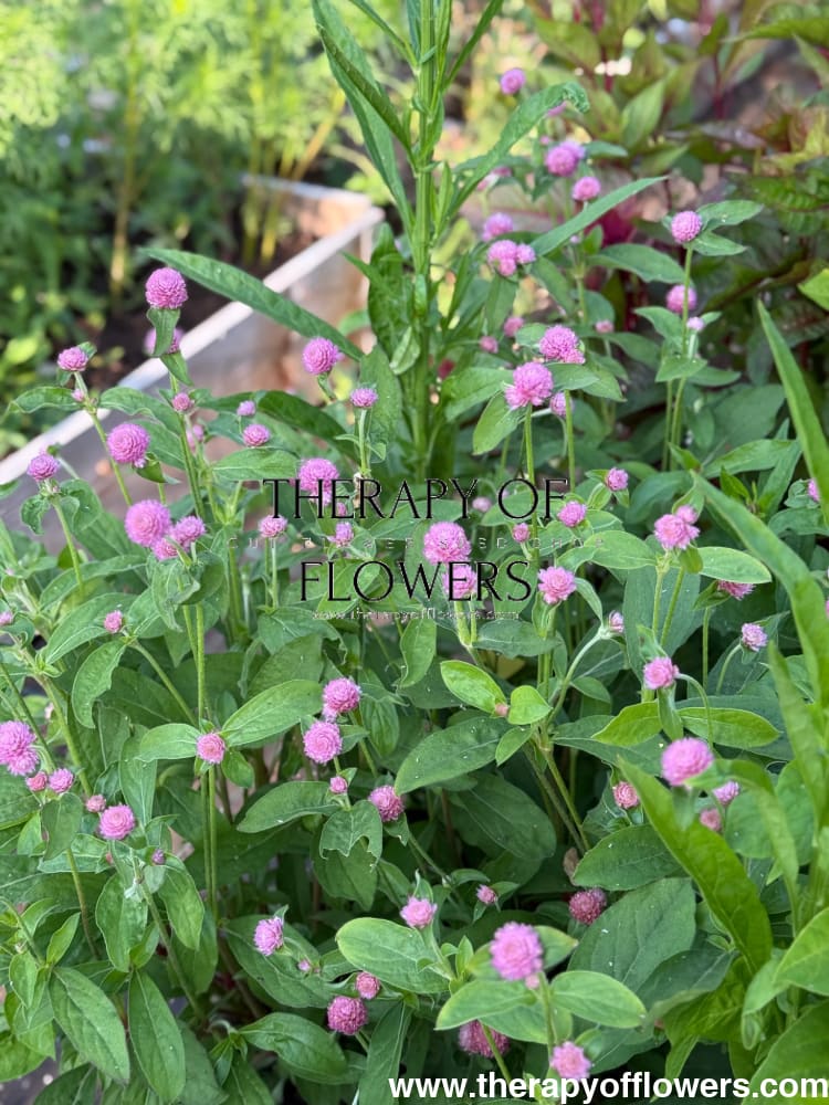 Gomphrena globosa Las Vegas Pink therapyofflowers.com