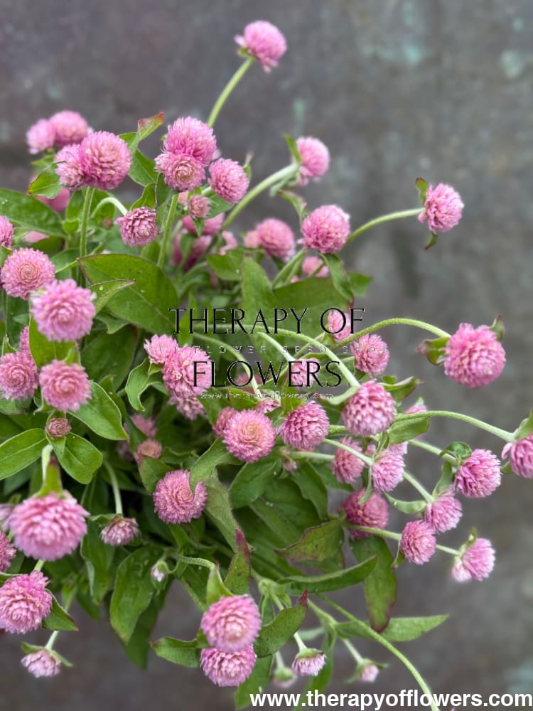 Gomphrena globosa Las Vegas Pink | Globe Amaranth | Cut Flower therapyofflowers.com