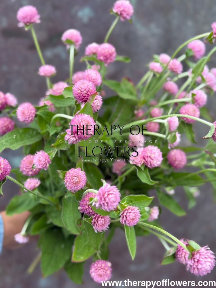 Gomphrena globosa Las Vegas Pink | Globe Amaranth | Cut Flower therapyofflowers.com