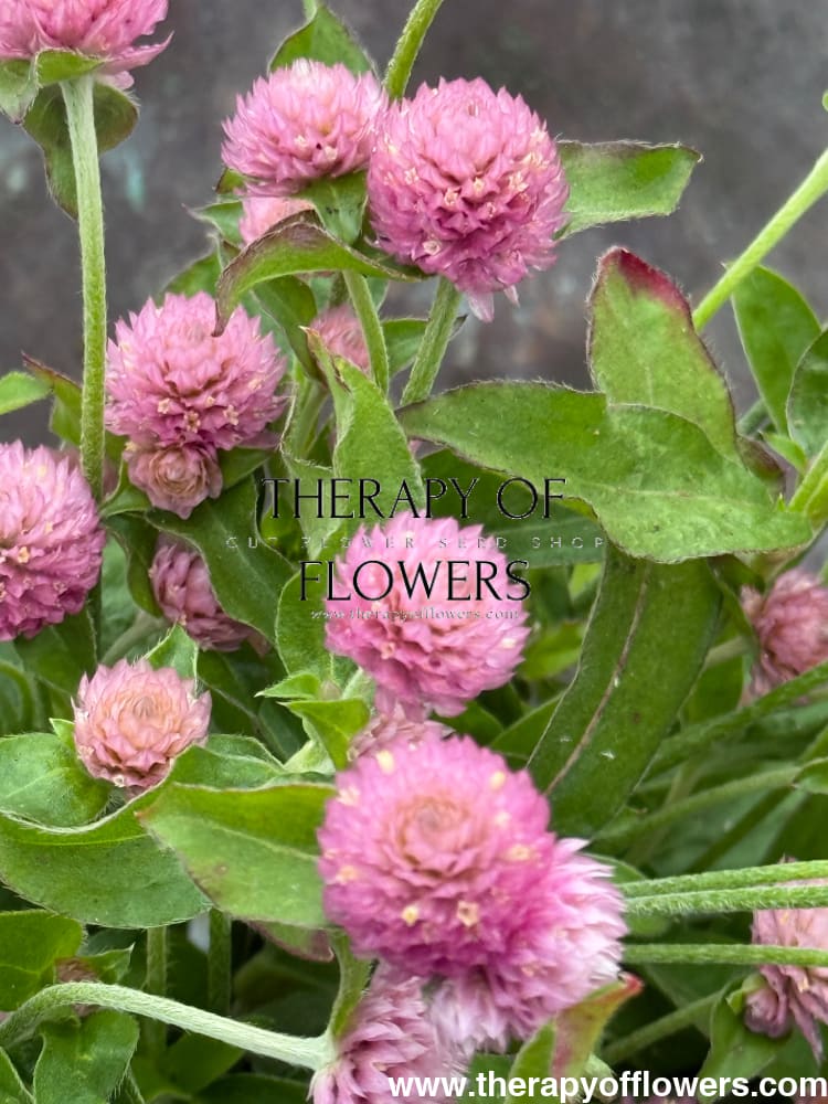 Gomphrena globosa Las Vegas Pink | Globe Amaranth | Cut Flower therapyofflowers.com