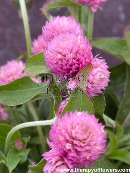 Gomphrena globosa Las Vegas Pink | Globe Amaranth | Cut Flower therapyofflowers.com