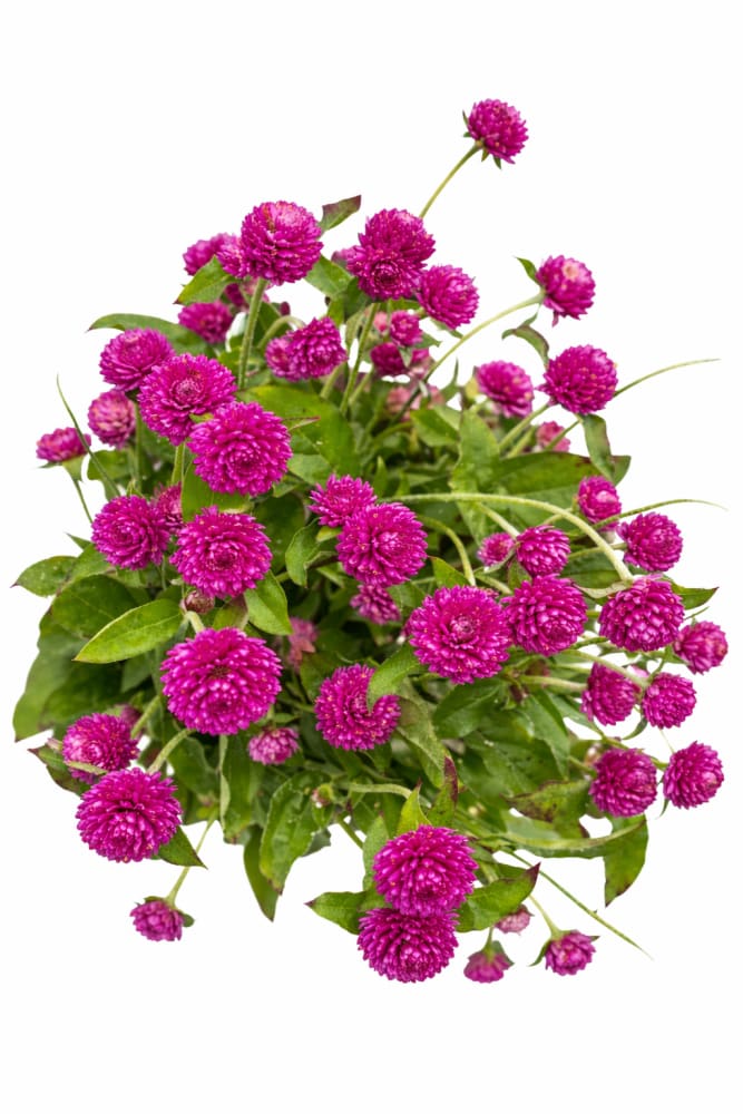 Gomphrena globosa Las Vegas Purple | Globe Amaranth | Cut Flower - 20 seeds / 45 cm - Seeds