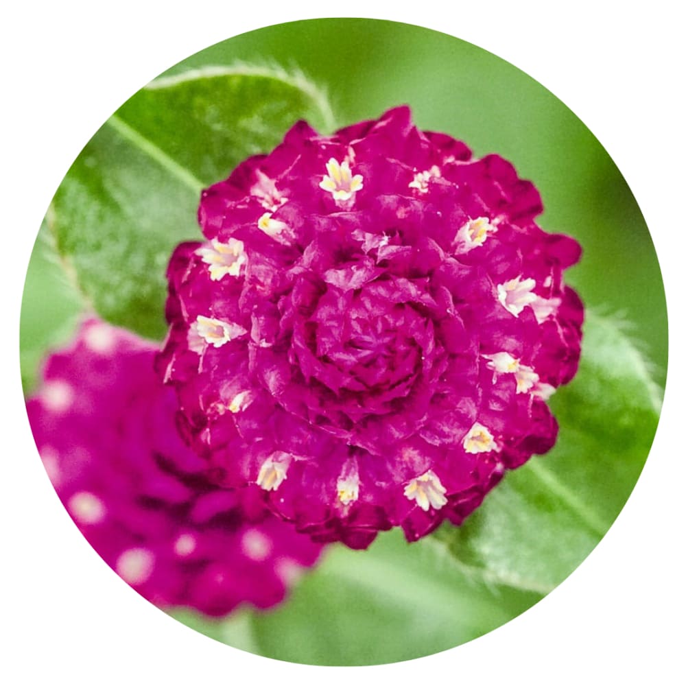 Gomphrena globosa Las Vegas Purple | Globe Amaranth |  Cut Flower therapyofflowers.com