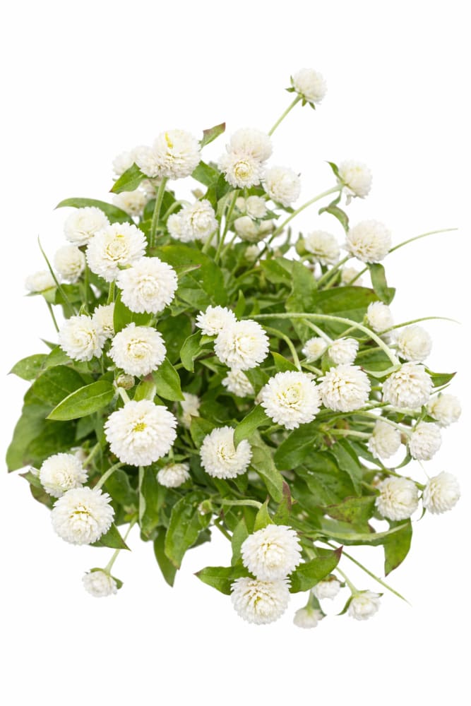 Gomphrena globosa Las Vegas White | Globe Amaranth | Cut Flower - 20 seeds / 45 cm - Seeds