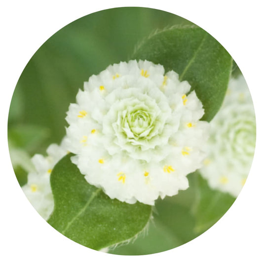 Gomphrena globosa Las Vegas White | Globe Amaranth |  Cut Flower therapyofflowers.com