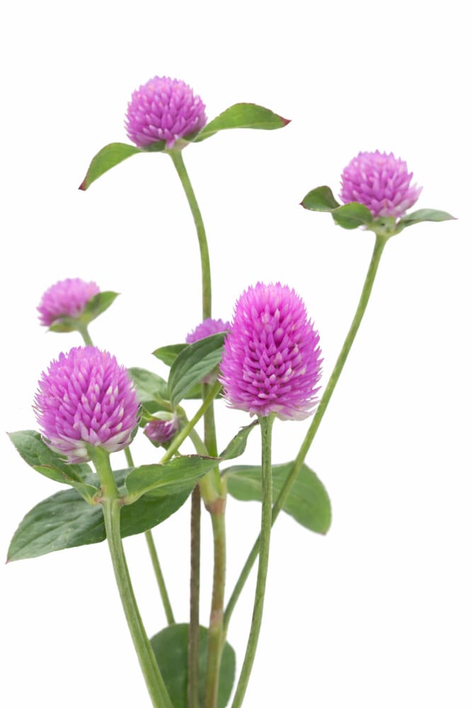 Gomphrena globosa Lavender Lady | Globe Amaranth therapyofflowers.com