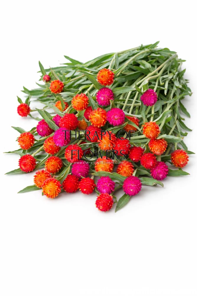 Gomphrena haageana QIS® Formula Mix | Rio Grande Globe Amaranth | Cut Flower therapyofflowers.com