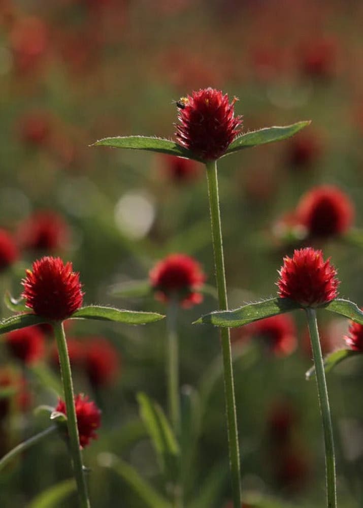 Gomphrena haageana Strawberry Fair | Rio Grande Globe Amaranth therapyofflowers.com