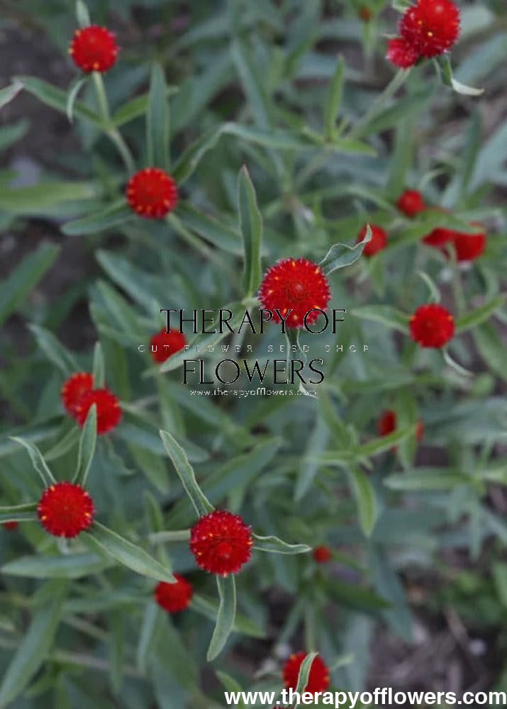 Gomphrena haageana Strawberry Fair | Rio Grande Globe Amaranth therapyofflowers.com