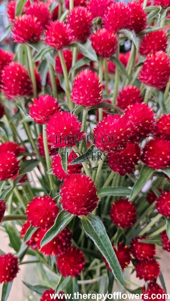 Gomphrena haageana Strawberry Fair | Rio Grande Globe Amaranth therapyofflowers.com