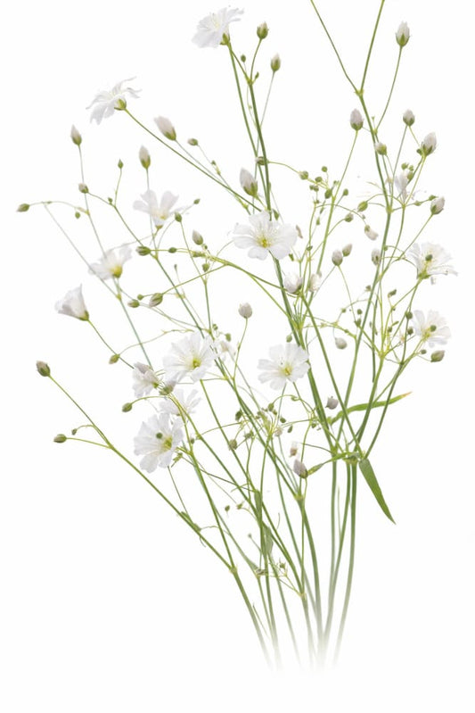 Gypsophila elegans Covent Garden | Annual Baby’s Breath therapyofflowers.com