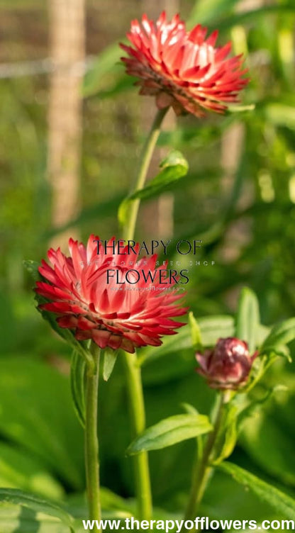 Helichrysum bracteatum Salmon | Strawflower therapyofflowers.com