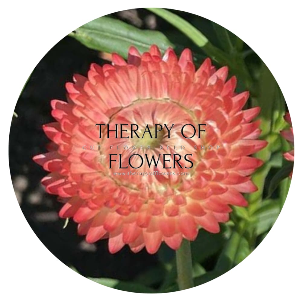 Helichrysum bracteatum Salmon | Strawflower therapyofflowers.com